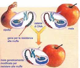OGM - Modifica del DNA